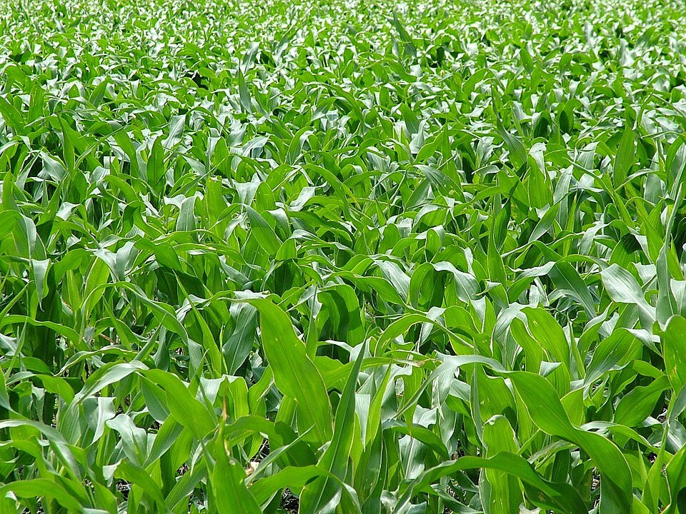 NFC in Crop Production and Agribusiness